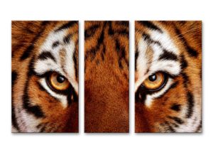 Модульная картина 150 Глаза тигра